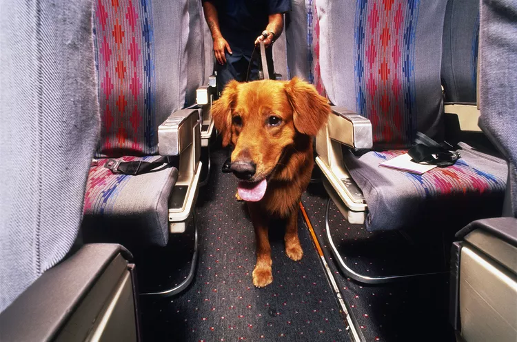 How to Travel with Your Pet: A Comprehensive Guide