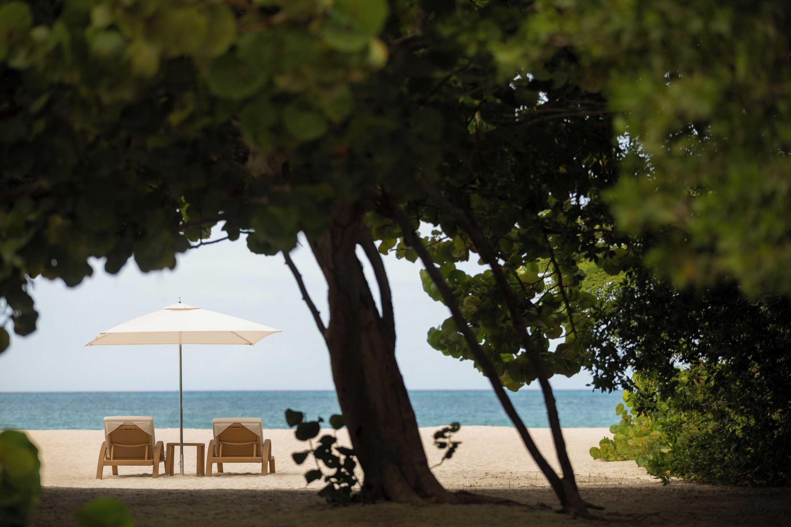 Wooden beach loungers and an umbrella under a tree beside the sea at JOIA Aruba by Iberostar