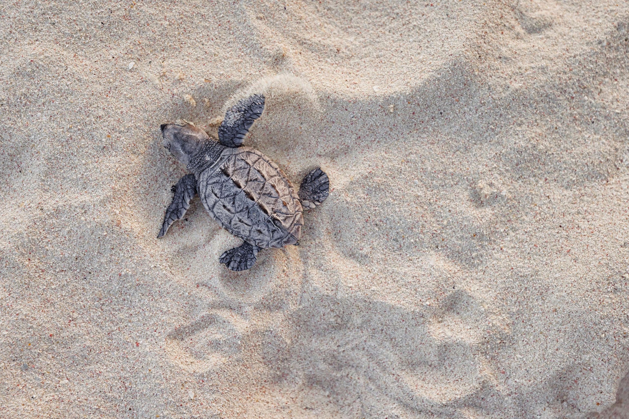 A baby sea turtle making its way across the sand on the beach at Sandals Royal Barbados